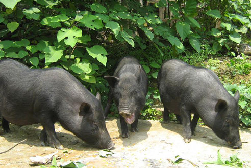 地方畜牧業發展改革新措施