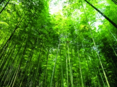 林業(yè)科技經(jīng)營管理新方案