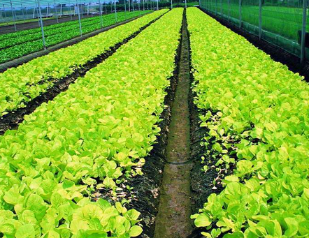 農作物管理中的栽培新技術應用