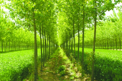 林業科技分類經營建設管理新技巧有哪些