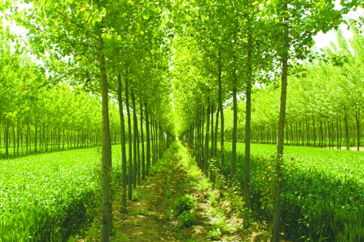 林業科技分類經營建設管理新技巧有哪些