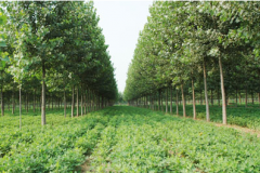 淺談當下農業科技發展管理模式林業職稱論文發表期刊