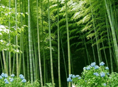 林業論文淺談毛竹林的種植養護管理措施