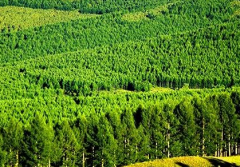 地方林業建設管理新方案