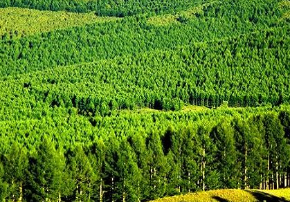 地方林業建設管理新方案