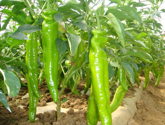 蔬菜種植應用技術