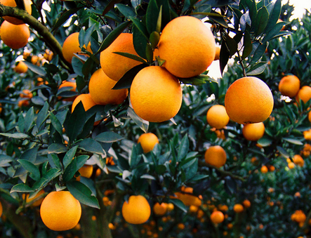 柑橘害蟲的科學(xué)防治及果業(yè)管理