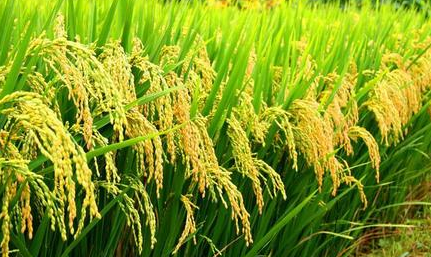 水稻種植栽培新技術發展應用