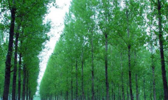 園林學(xué)論文正確認(rèn)識(shí)楊樹林的種植管理新應(yīng)用措施及意義
