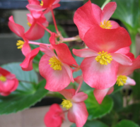 論文發表談當下園林栽培技術管理的新發展措施