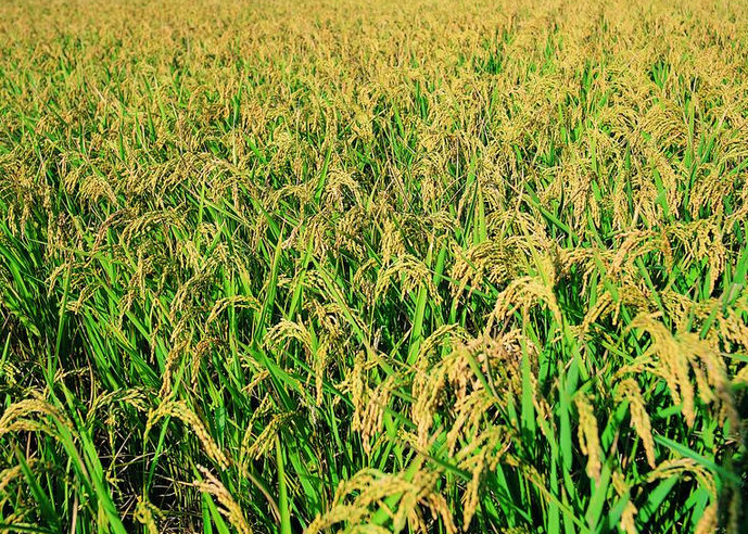 農業新科技應用模式