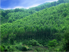 園林論文發(fā)表正確認(rèn)識(shí)當(dāng)前林業(yè)改革新發(fā)展制度