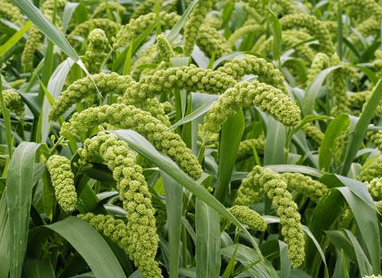 簡析農業科技建設新應用發展技巧