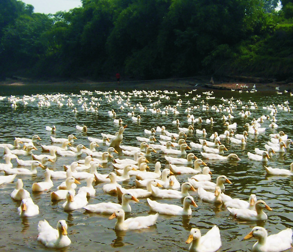 養(yǎng)殖技術(shù)的發(fā)展應(yīng)用制度模式