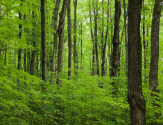 林業論文刊發正確認識天然林管理的新制度措施及意義