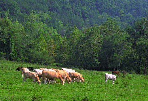 農(nóng)業(yè)科技論文刊發(fā)網(wǎng)