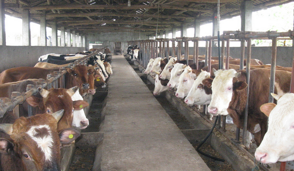 農業科技中養殖技術的新應用模式