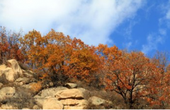 天然次生林的管理應(yīng)用新方向