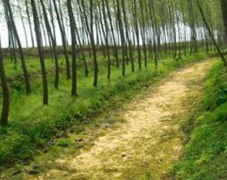 林地造林建設應用發展制度