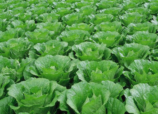 大白菜栽培技術新應用方向