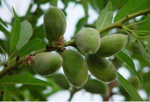 扁桃的新農(nóng)業(yè)科技管理技術方案