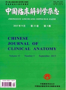 中國臨床解剖學雜志征稿格式