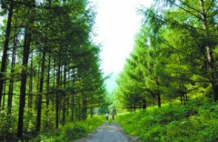 簡析當前林業保護建設新應用措施有哪些