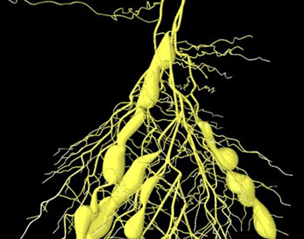 正確認識虎杖莖尖轉化的生物科技發展原因