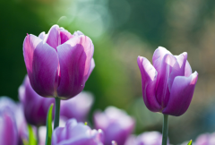 電化教學(xué)的生物教學(xué)管理方案