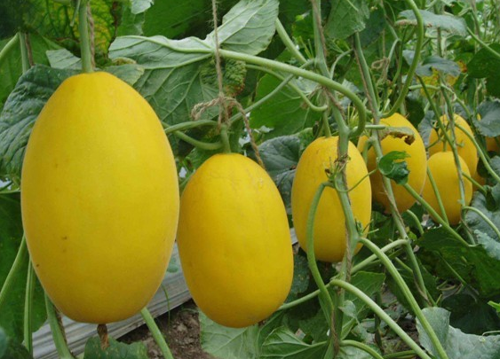 甜瓜種植栽培新應用方案