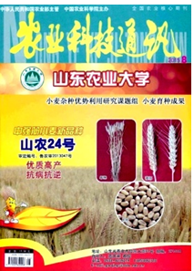 大棚絲瓜種植新科技應用技巧