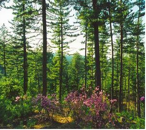 林業種植技術倡議