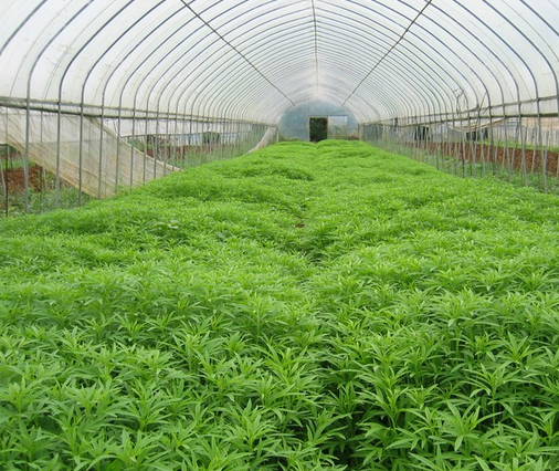 如何去加強大棚蔬菜應用的新發展管理技巧