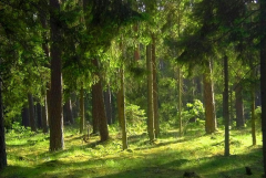 林業(yè)科技經(jīng)濟發(fā)展的新條例