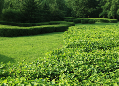 鄉(xiāng)村林業(yè)科技應(yīng)用建設(shè)新模式