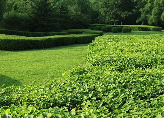 鄉(xiāng)村林業(yè)科技應(yīng)用建設(shè)新模式