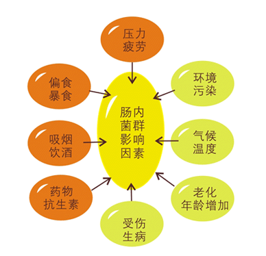探究腸道問題有何影響