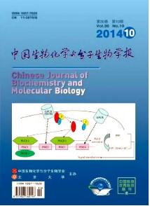 中國生物化學與分子生物學報論文發(fā)表