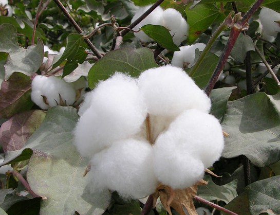 棉花種植管理應用新措施