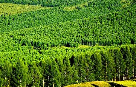 林業生態管理應用新技巧