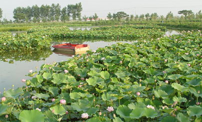 植物管理及栽培應(yīng)用新技術(shù)