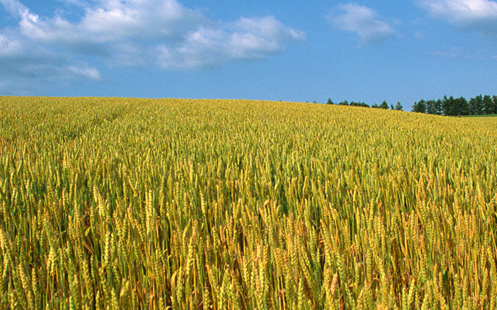 農業科技應用建設管理新發展制度