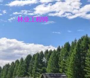 申報2023年林業副高級職稱有出書和專利要求嗎