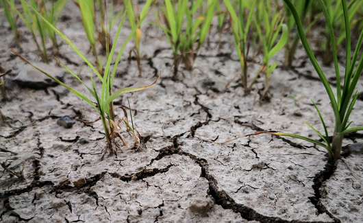 干旱脅迫論文選題參考