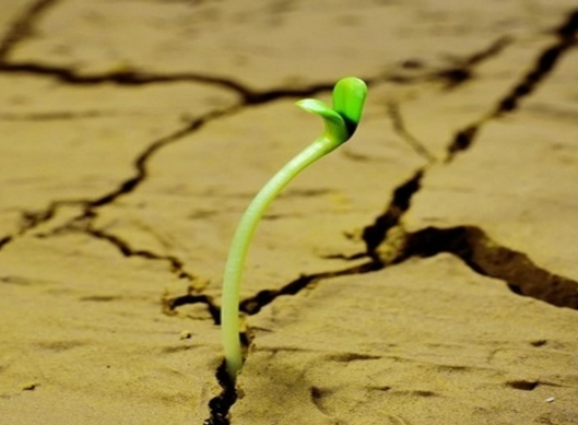 干旱脅迫論文范文