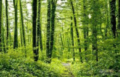 紅山文化彩陶紋樣的類型及其相關問題