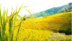 新時期生態公園園林設計及施工技術的重點探究