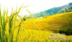 創新材料在園林景觀中的運用